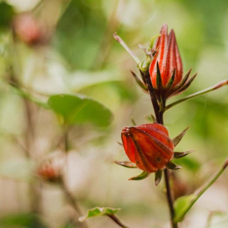 YAY Sustainable Resort